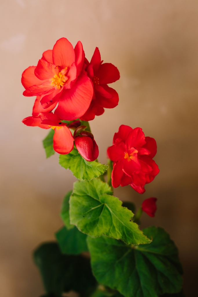 Stunningly beautiful Healdsburg Winery Wedding in California - The most amazing flowers, dress, and couple! // SimoneAnne.com
