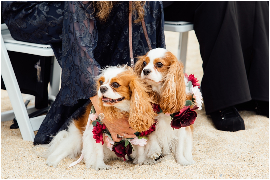 Two pups look on while their mom and dad get married on a beach wedding